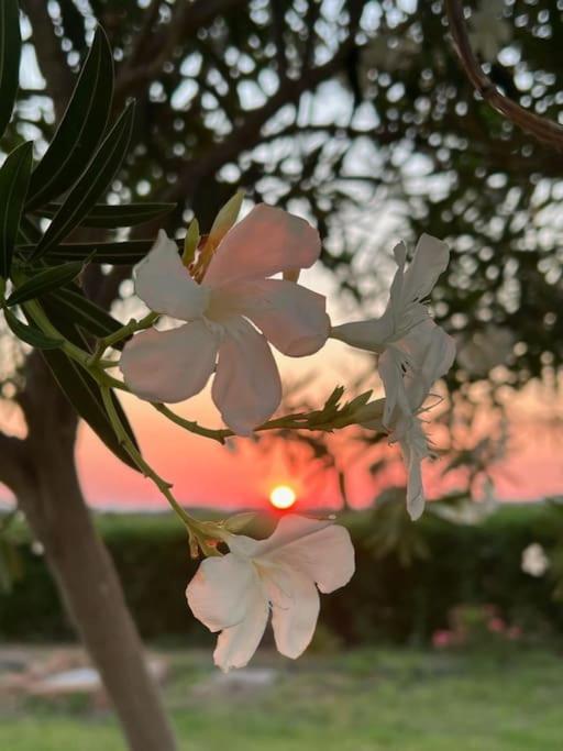 Casa Barbara Sardinia Βίλα Masainas Εξωτερικό φωτογραφία
