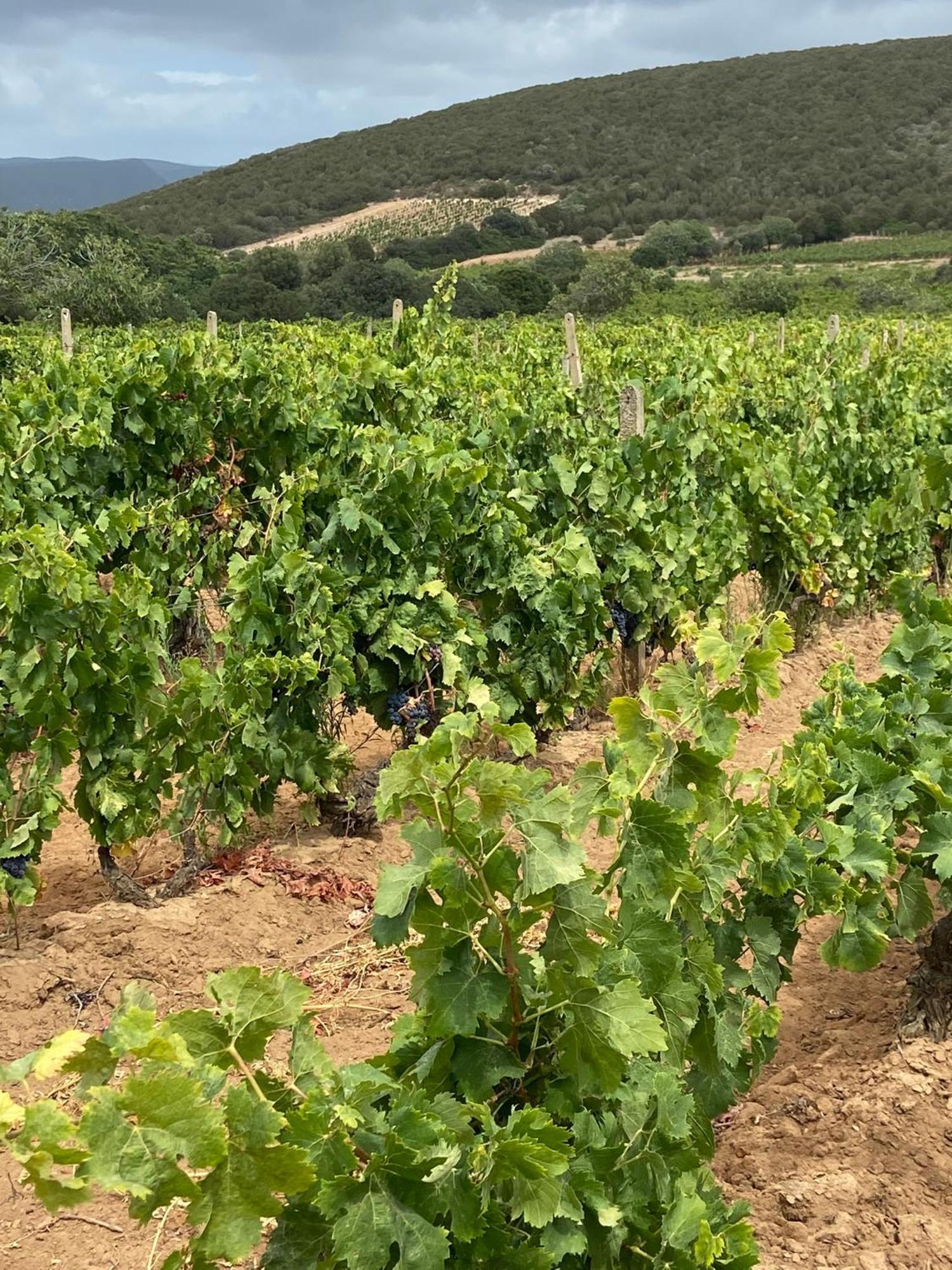 Casa Barbara Sardinia Βίλα Masainas Εξωτερικό φωτογραφία